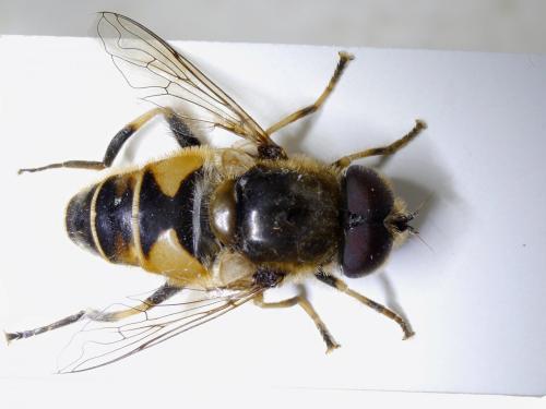 Réf. 210 142 : Eristalis nemorum